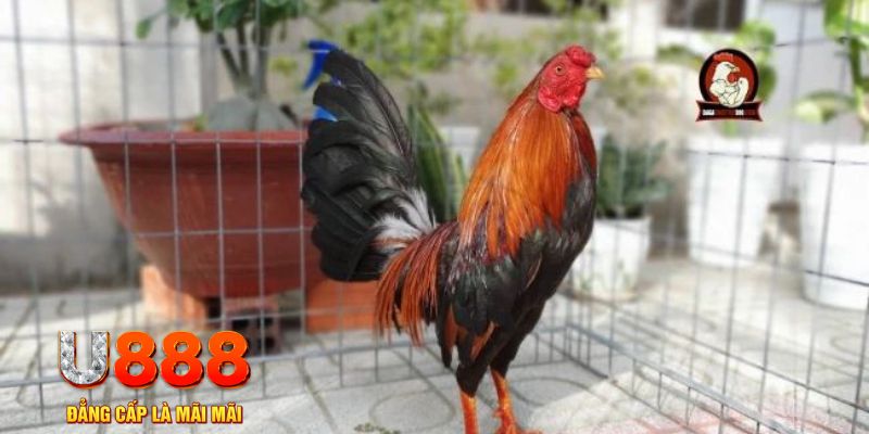 97win11 game máy bay nổ hũ
